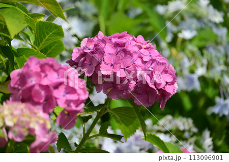 アジサイ(hydrangea) 113096901