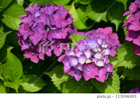 アジサイ(hydrangea) アジサイ(hydrangea) 113096903
