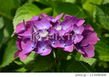 アジサイ(hydrangea) 113096906