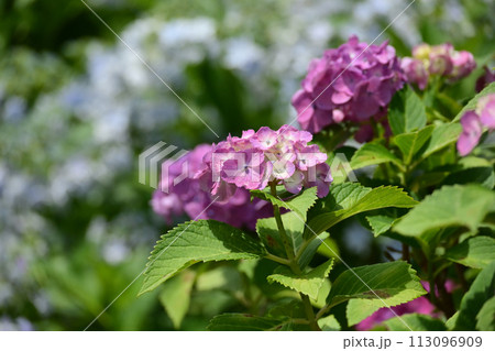アジサイ(hydrangea) アジサイ(hydrangea) 113096909