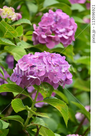 アジサイ(hydrangea) アジサイ(hydrangea) 113096921