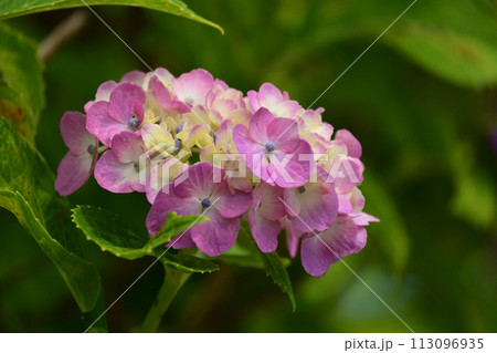 アジサイ(hydrangea) アジサイ(hydrangea) 113096935