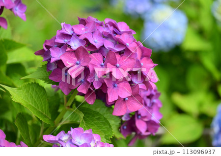 アジサイ(hydrangea) 113096937