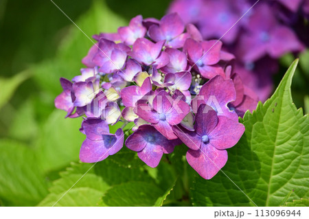 アジサイ(hydrangea) アジサイ(hydrangea) 113096944