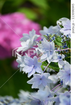 アジサイ(hydrangea) 113096945