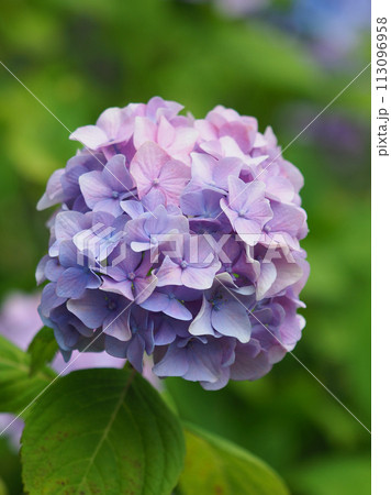 アジサイ(hydrangea) アジサイ(hydrangea) 113096958