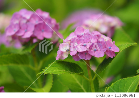 アジサイ(hydrangea) 113096961