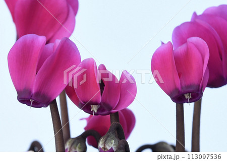 鮮やかな赤色のシクラメン（ fix撮影 ） 113097536