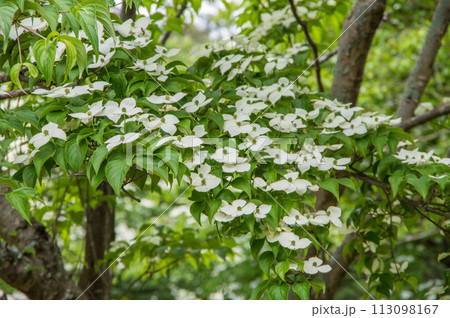 ヤマボウシ ヤマボウシ 113098167