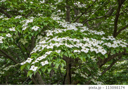 ヤマボウシ ヤマボウシ 113098174