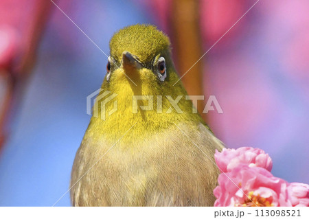 満開の紅梅にメジロ ( 変顔イメージ )( 春イメージ ) 満開の紅梅にメジロ ( 変顔イメージ )( 春イメージ ) 113098521