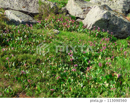 Green mountain meadow with blooming badan. Green mountain meadow with blooming badan. 113098560