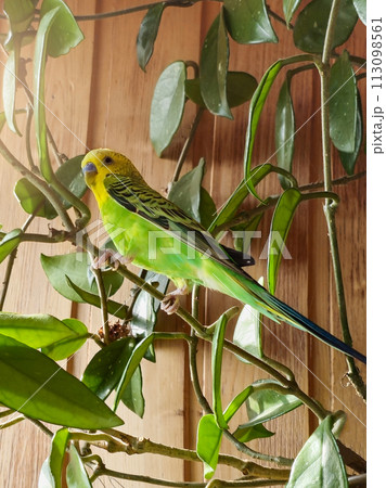 young budgie sitting on the branch of a plant 113098561