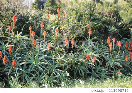 爪木崎 爪木崎 113098712