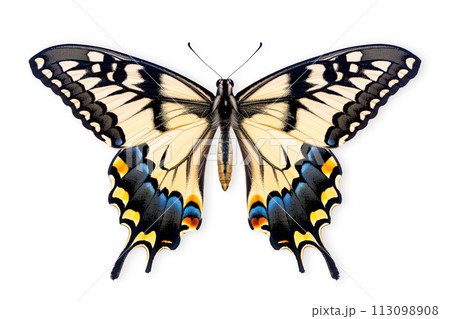 Beautiful Swallowtail butterfly isolated on a white background with clipping path 113098908