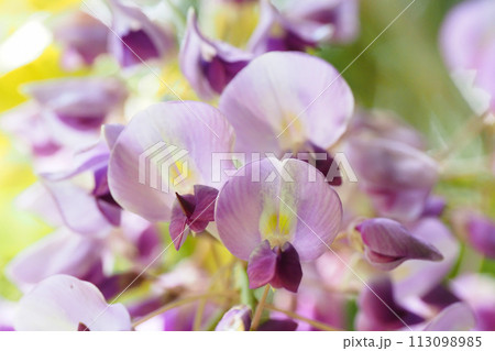 谷戸に咲く藤の花 谷戸に咲く藤の花 113098985