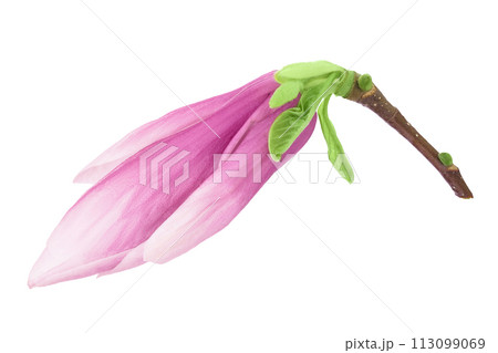 Pink magnolia flower isolated on white background with full depth of field. Top view. Flat lay 113099069