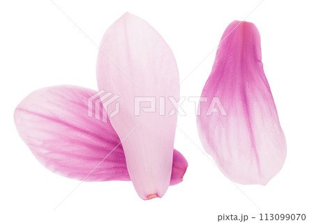 Pink magnolia flower petal isolated on white background with full depth of field. Top view. Flat lay Pink magnolia flower petal isolated on white background with full depth of field. Top view. Flat lay 113099070