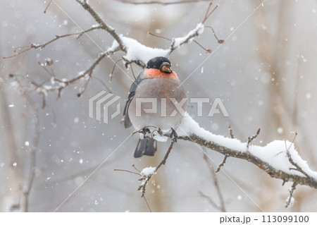 枝にとまり木の芽を食べる鷽 113099100