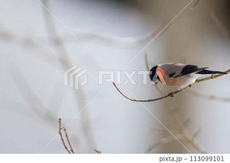 枝にとまり木の芽を食べる鷽 113099101