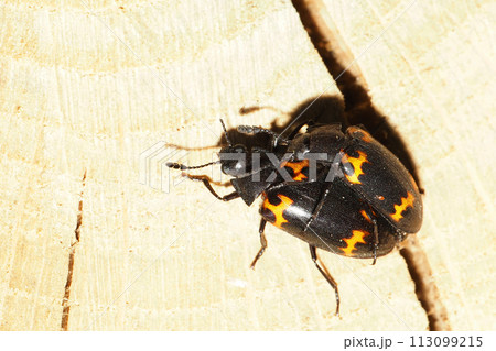 オオキノコムシの一種 113099215