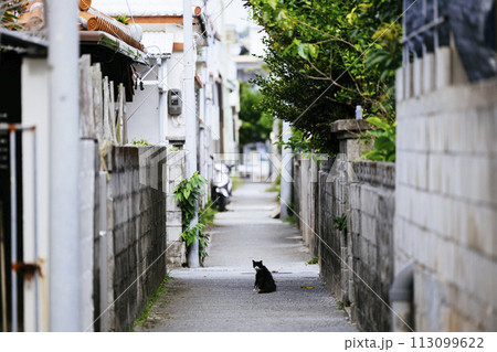 路地裏の野良猫 113099622