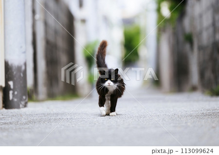路地裏の野良猫 路地裏の野良猫 113099624