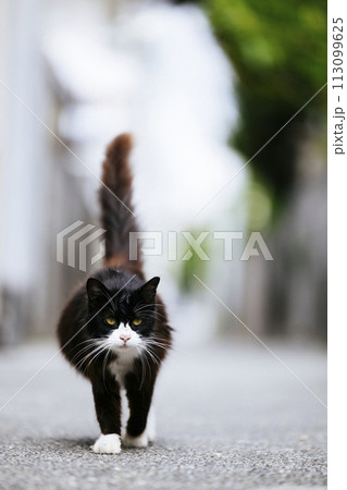 路地裏の野良猫 路地裏の野良猫 113099625