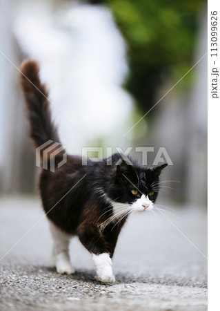 路地裏の野良猫 路地裏の野良猫 113099626