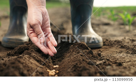 Farmer hand sprinkles seeds into ground, planting. Close up palm fingers arm with corn seeds planting vegetables in freshly plowed bed. Agricultural Big Business, Hard Labor on Farms to Provide Food Farmer hand sprinkles seeds into ground, planting. Close up palm fingers arm with corn seeds planting vegetables in freshly plowed bed. Agricultural Big Business, Hard Labor on Farms to Provide Food 113099950