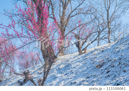 淡雪と紅梅【大王わさび農場】 113100061