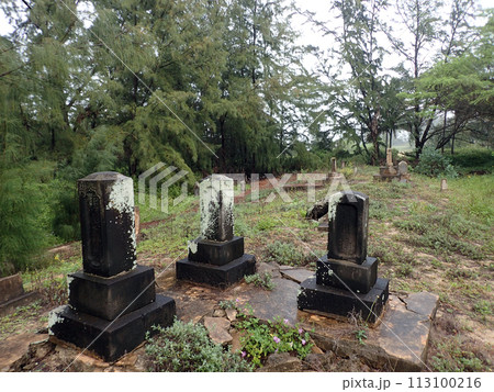 Overgrown Historic Wet Graveyard among ironwood trees Overgrown Historic Wet Graveyard among ironwood trees 113100216