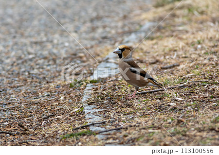 地面に降りてエサを探すシメ 113100556