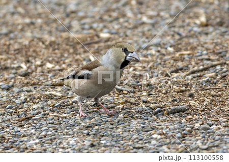 地面に降りてエサを探すシメ 113100558