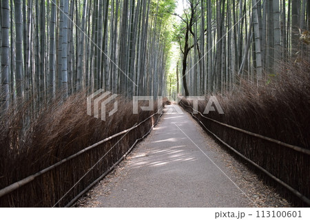 日本の春の京都　嵐山周辺の街並み　観光名所の竹林の小径　沢山の竹に囲まれた神秘的な小道 113100601