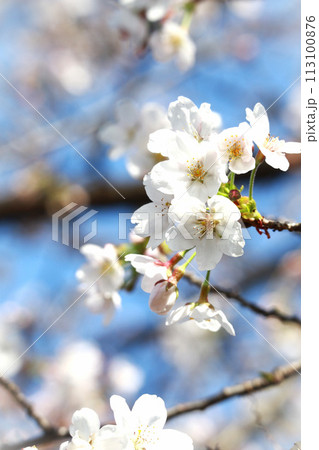 桜咲く 113100876