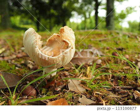 カワリハツの生態写真 113100877