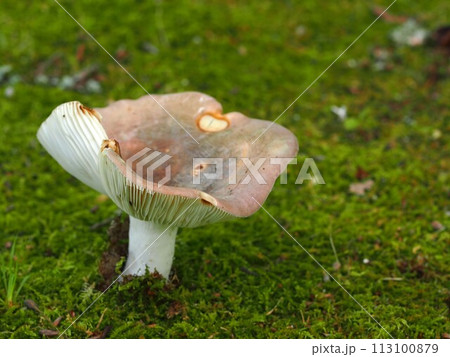 カワリハツの生態写真 カワリハツの生態写真 113100879