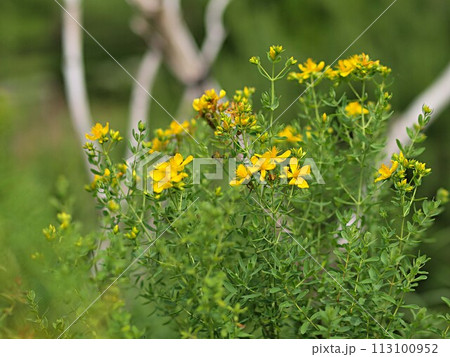 ルーの花の生態写真 ルーの花の生態写真 113100952