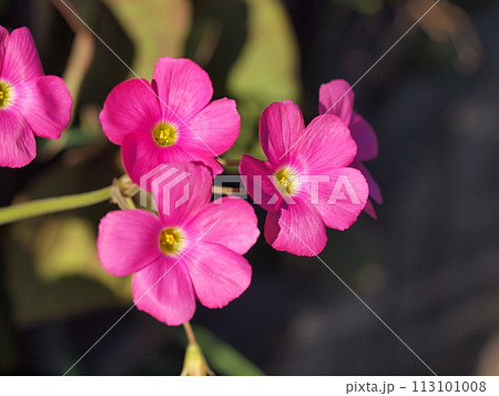 赤いカタバミの花 赤いカタバミの花 113101008