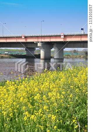 春の陽気　菜の花の咲くころ　荒川本流　春の風景 113101057