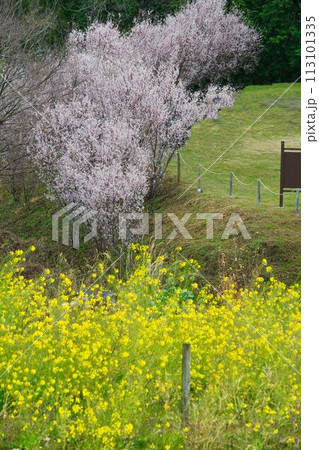 神奈川県山北町の河村城の風景 113101335