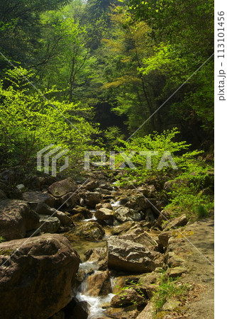 森林風景 森林風景 113101456