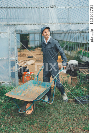 vegetable field 113102783