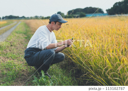 rice farming 113102787