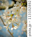 sakura 113102892