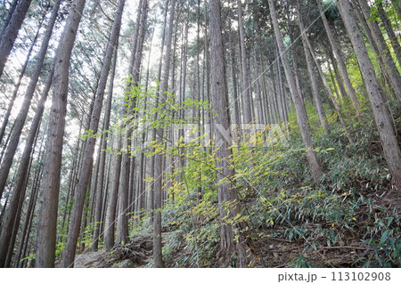山へ行こう　岩湧山　杉林 113102908