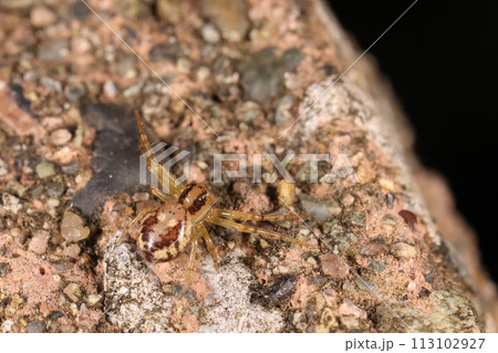 生き物　蜘蛛　アマギエビスグモ、カニグモの仲間の小さなクモ。腕（？）を広げて待ち伏せ中 113102927