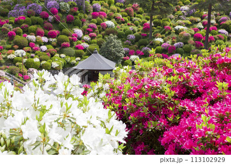 華やぐ寺 113102929