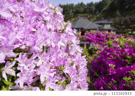 眩しく咲き誇る 眩しく咲き誇る 113102933